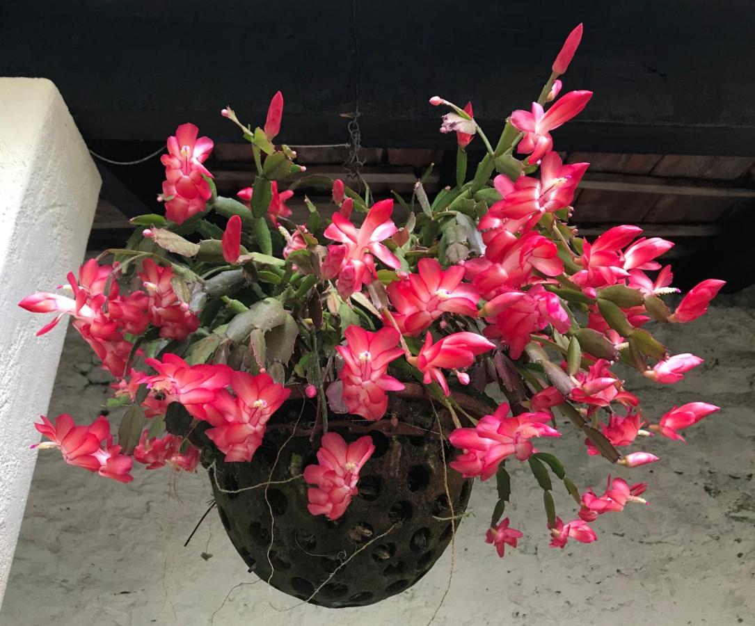 Frühstückspension Vitorina Corte