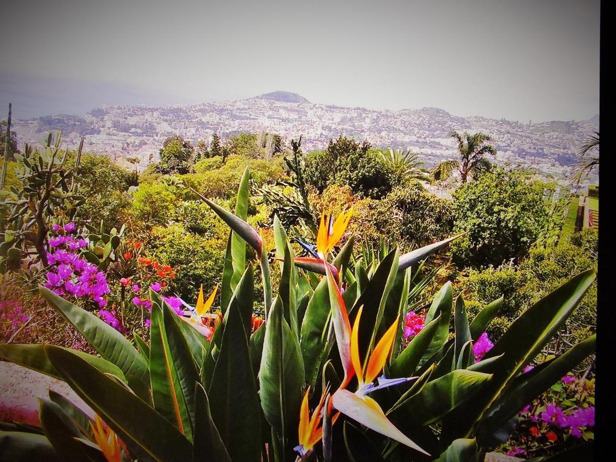 - The Historical Center Of In Local Apartment Funchal (Madeira)