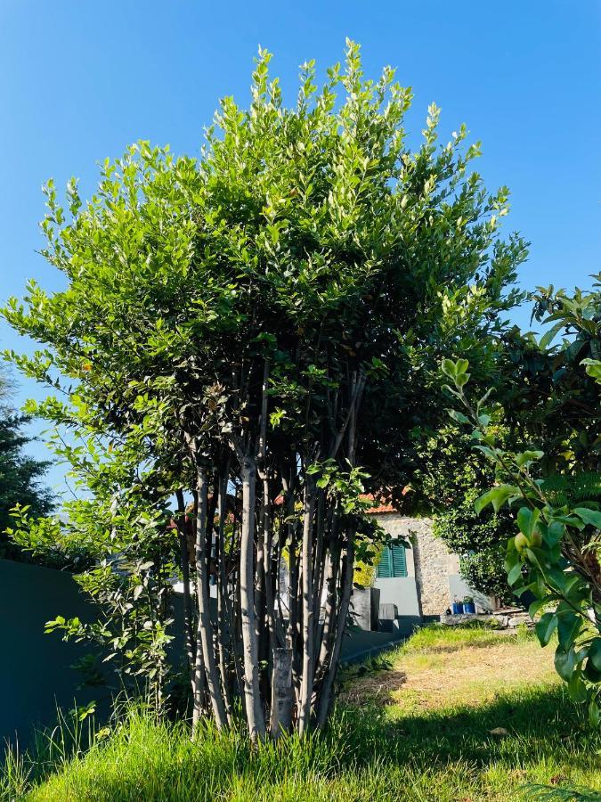 The Farm House.23 * Funchal (Madeira)