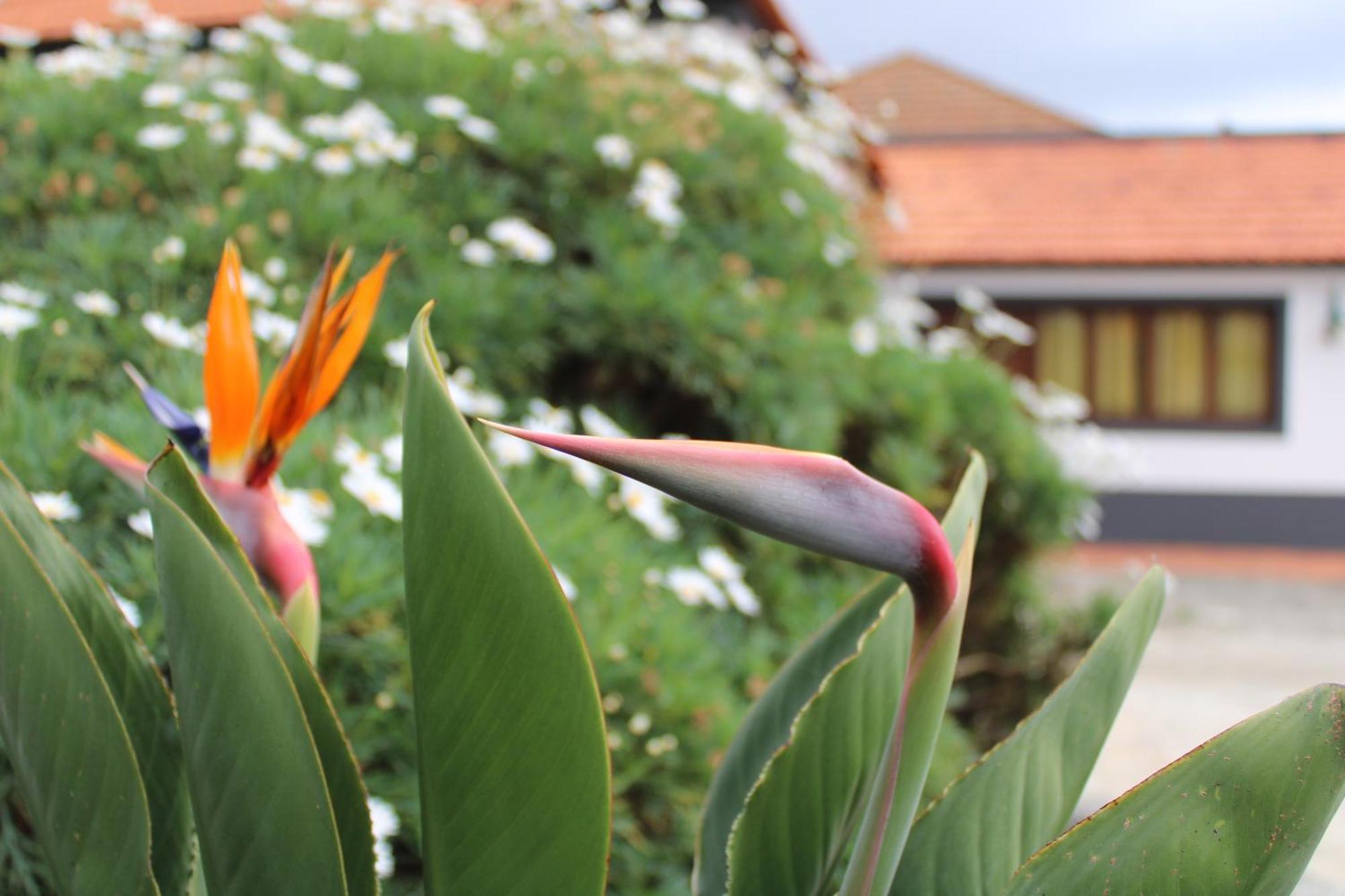 Moradia Stephanie Vakantiehuis Funchal (Madeira)