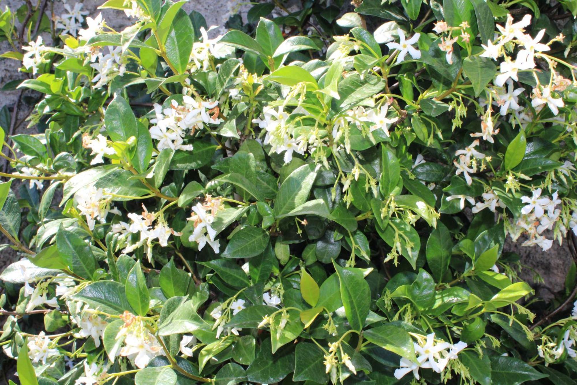 Moradia Stephanie Funchal (Madeira)