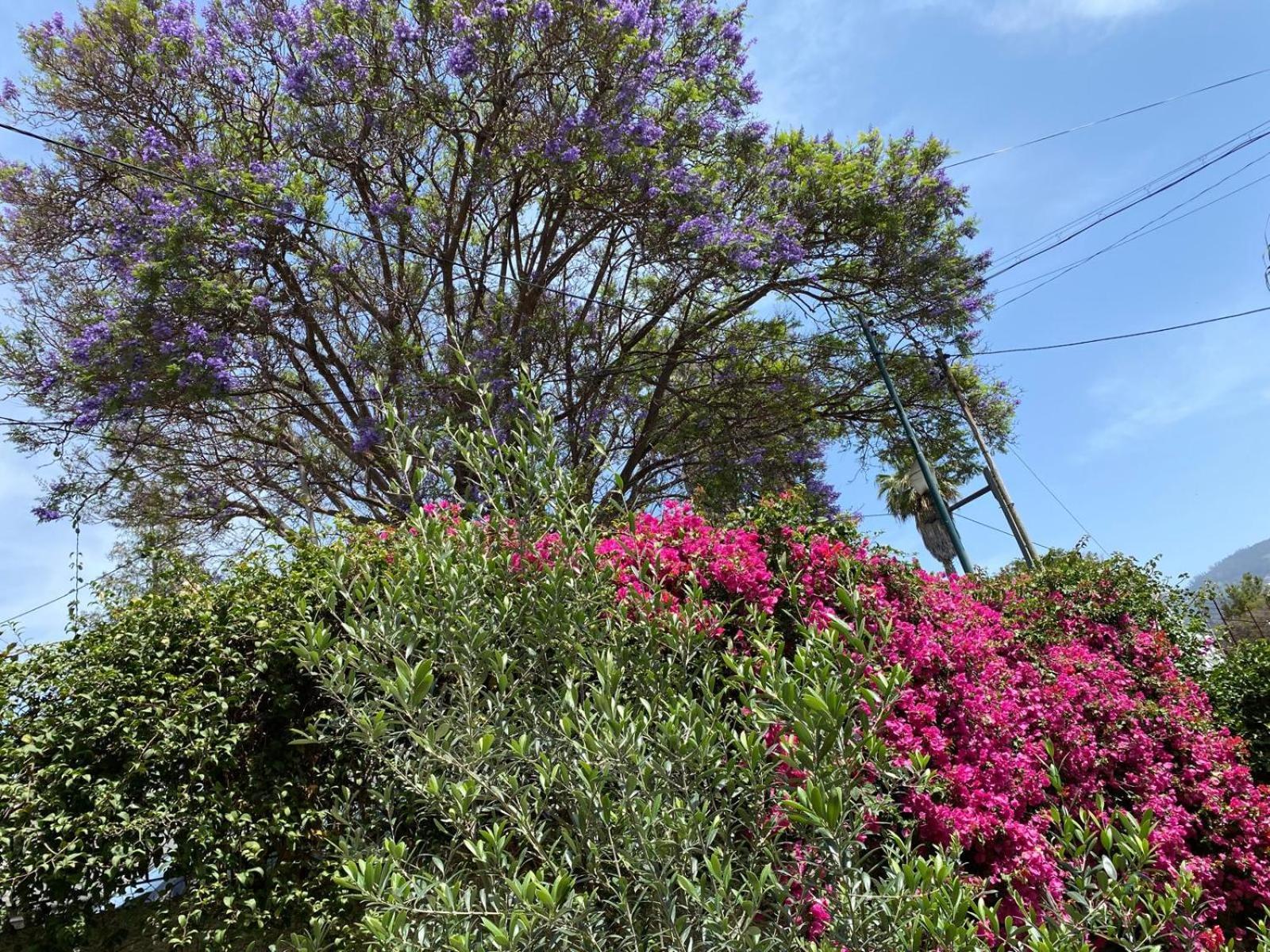 Holiday home Casa Buganvilia Funchal (Madeira)