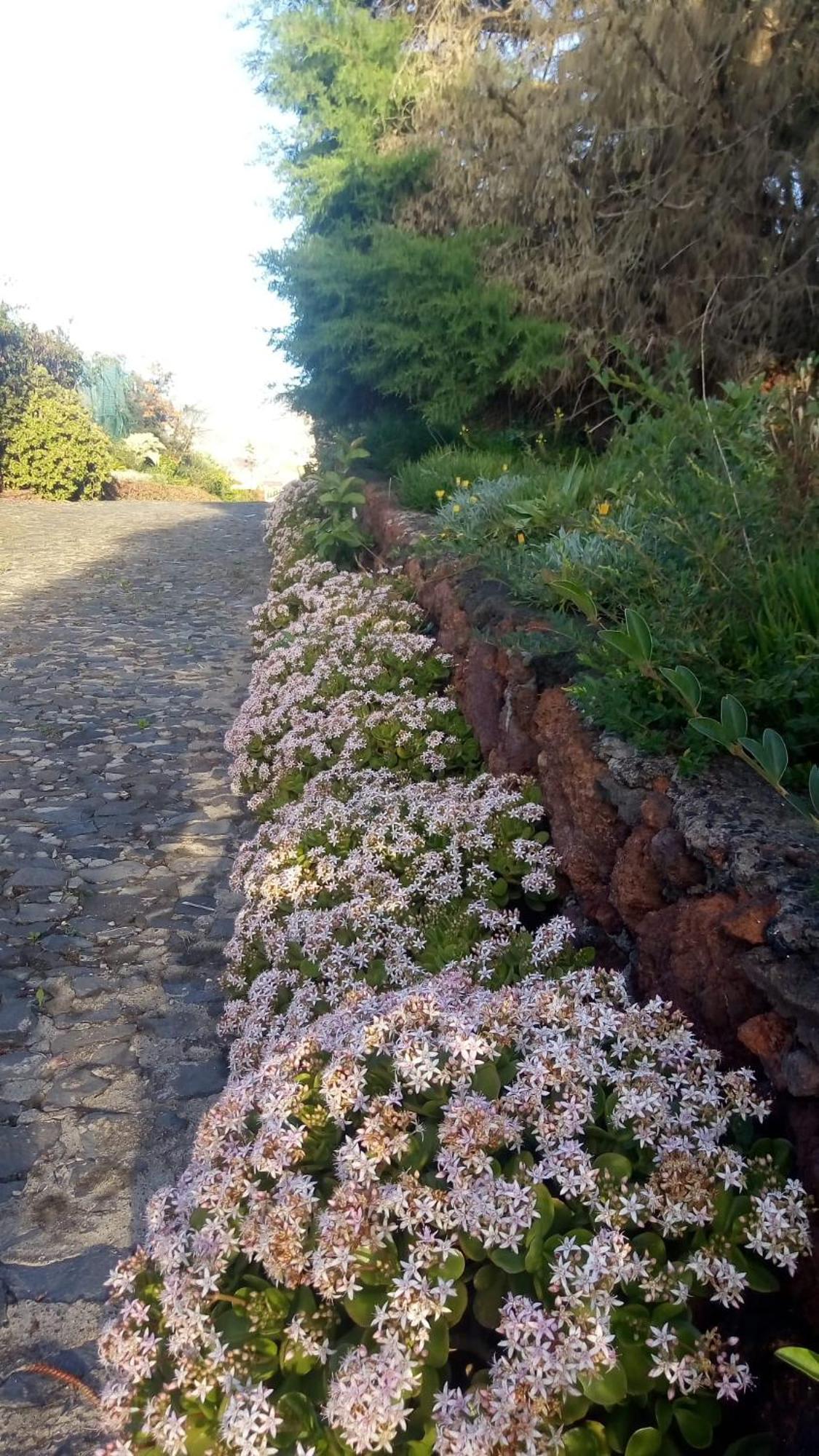 Biofuncho Garden Appartement Funchal (Madeira)
