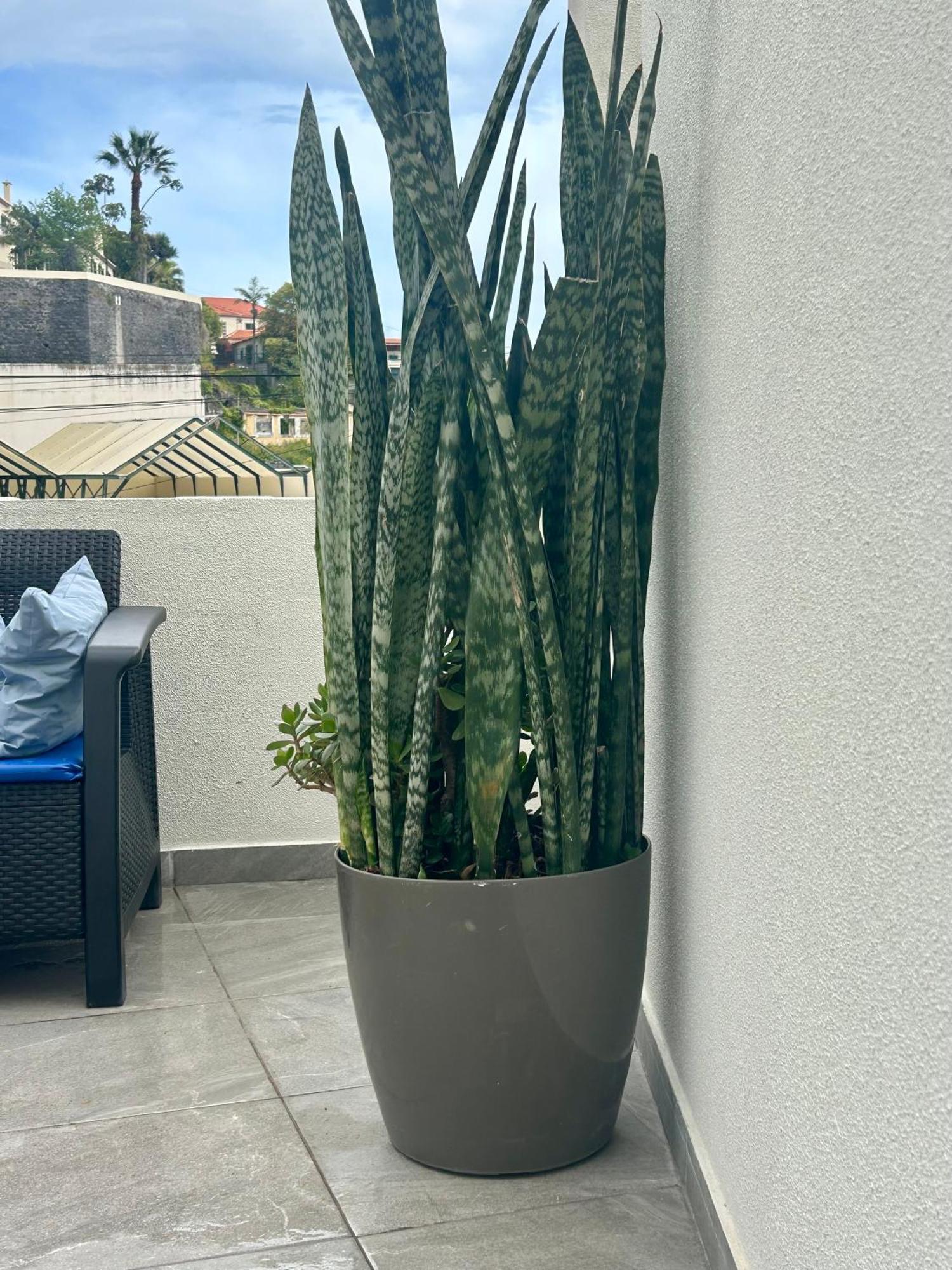 Apartment - Rosemary