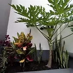 Hortasol A