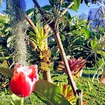 Rochas Shared Apart Garden Refuge
