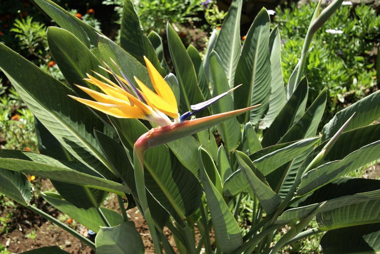 Calaca Villa Funchal (Madeira)