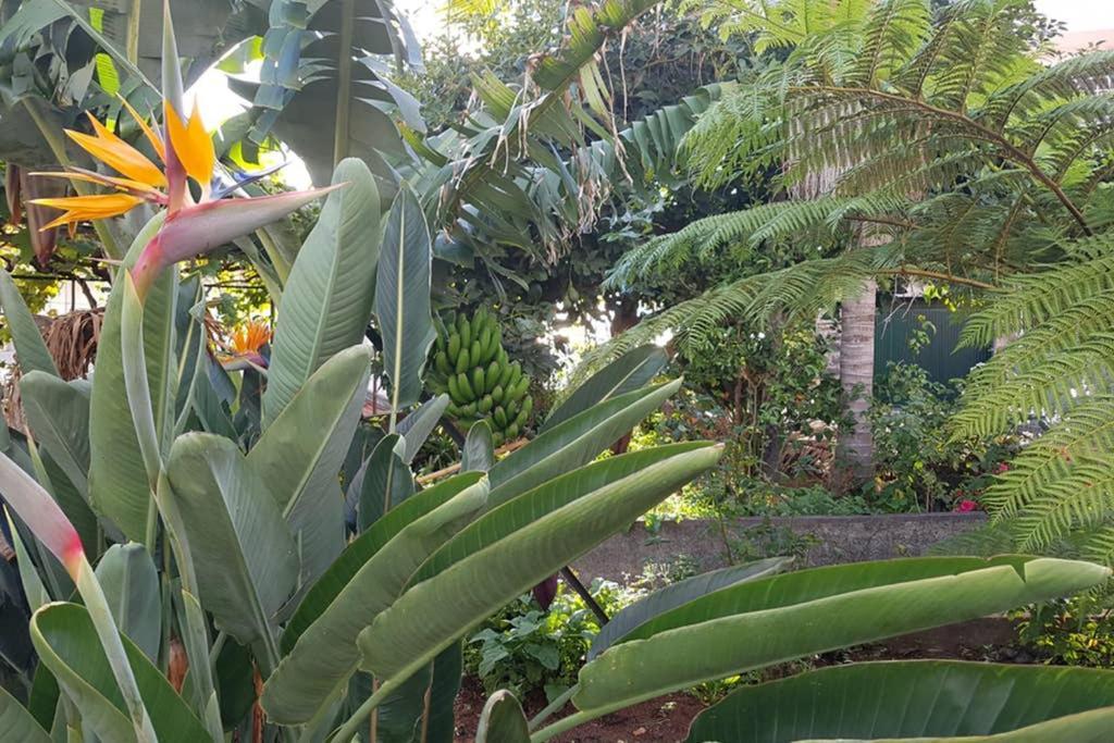View Gardens Casa de Férias Funchal (Madeira)