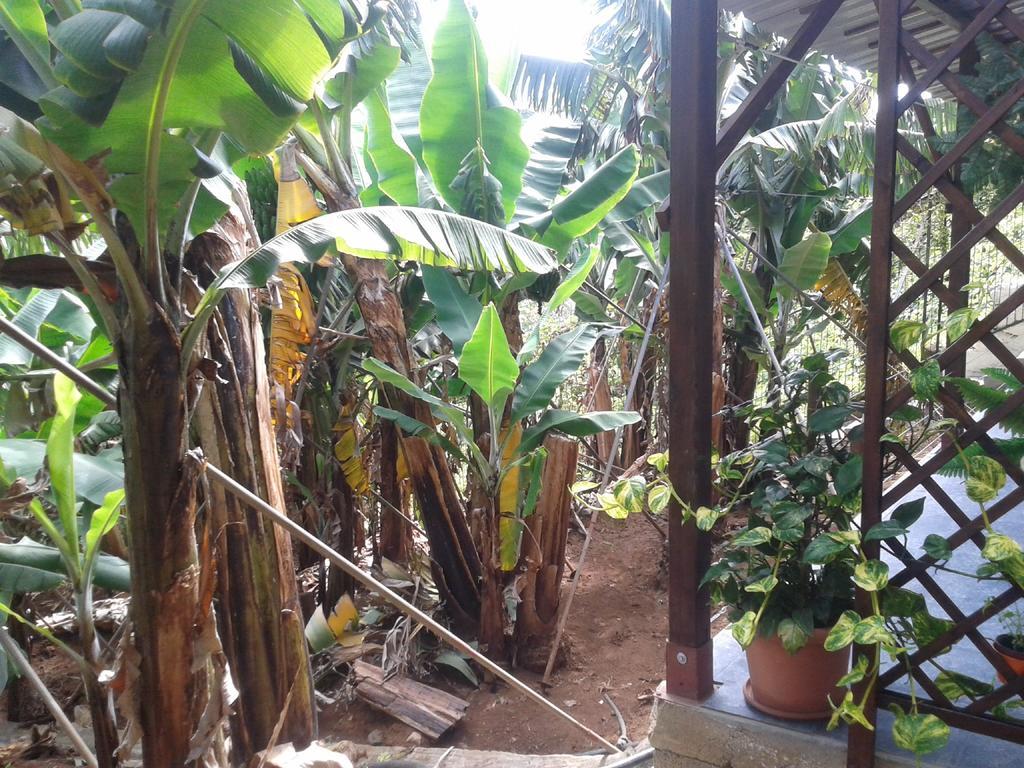 Cantinho Das Bananas