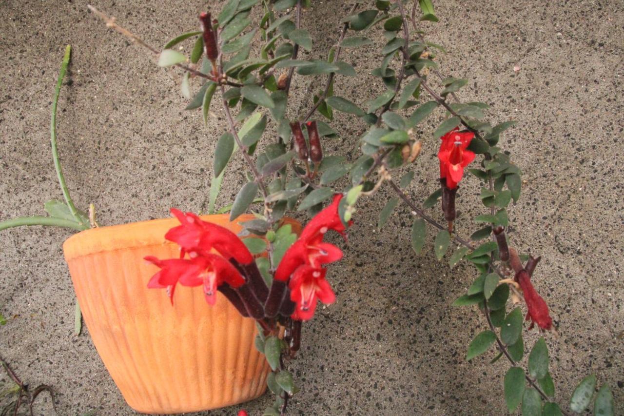 Calaca