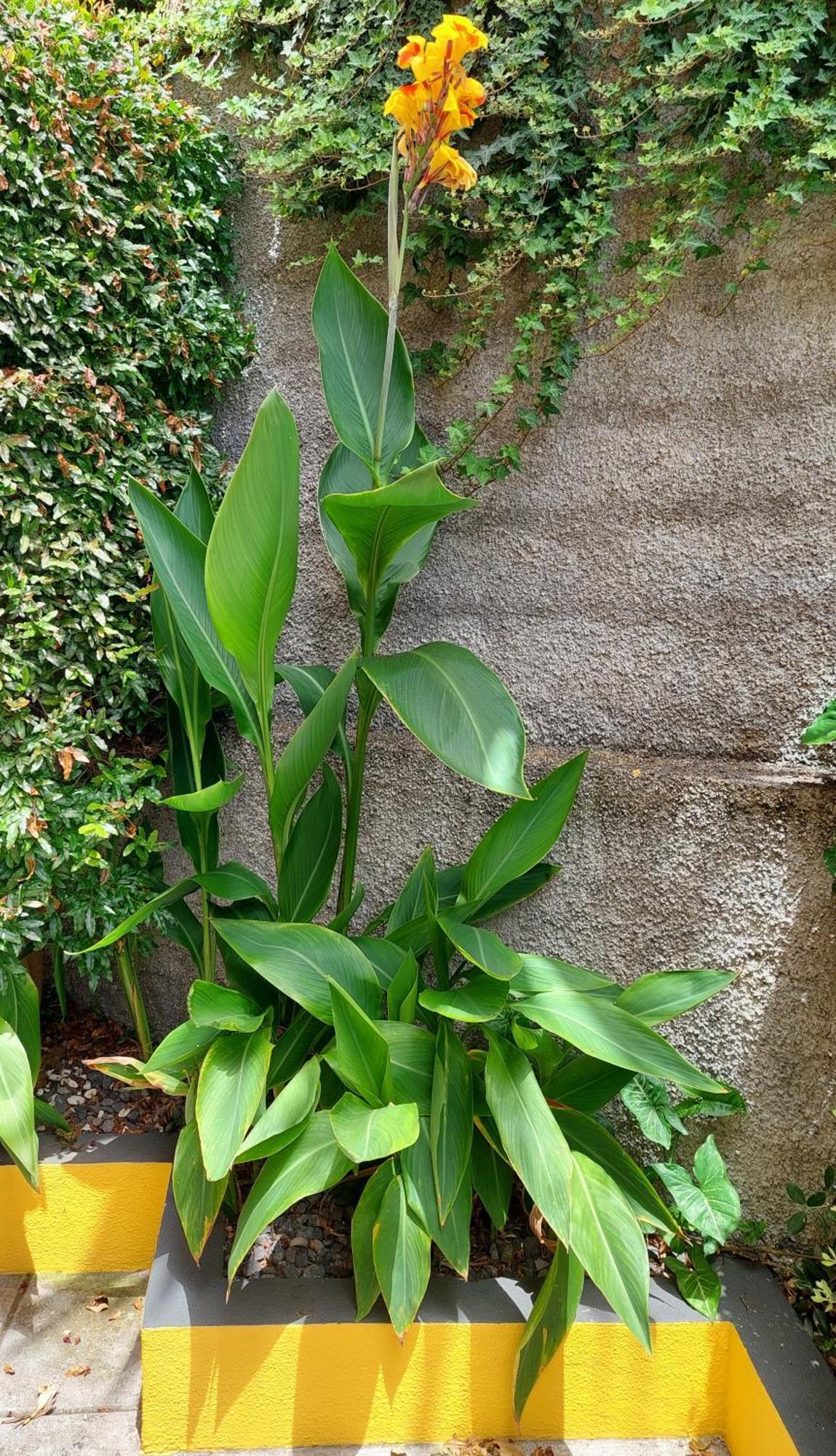 Strelitzia Villa Funchal (Madeira)