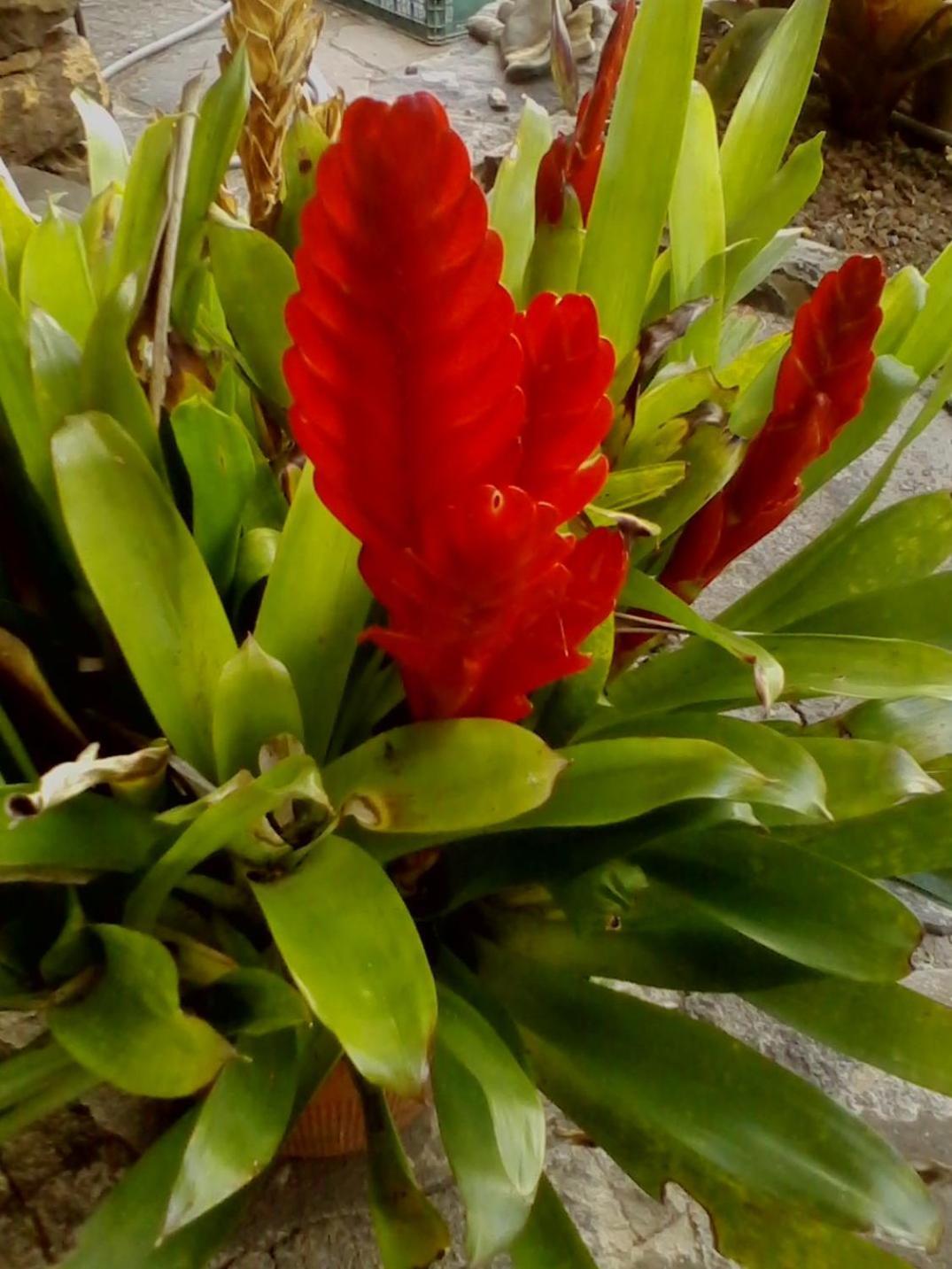 Calaca *