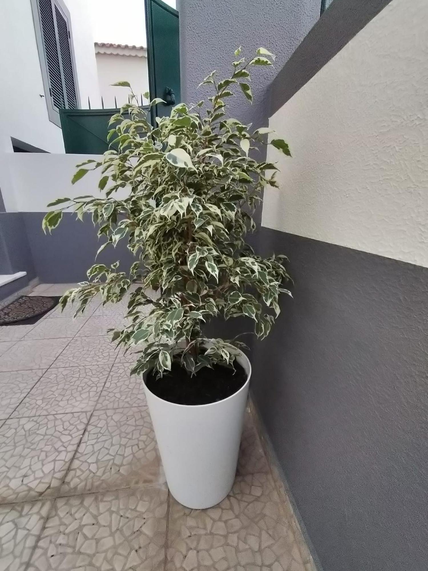 Appartement Hortasol A *