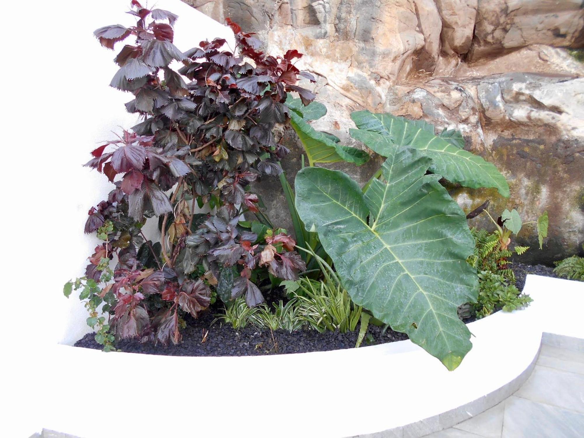 - Bouganvilla Funchal (Madeira)