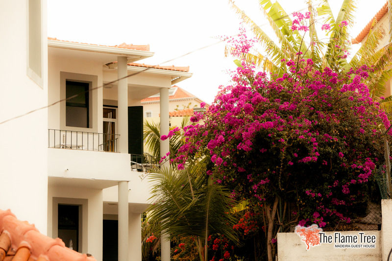 The Flame Tree Madeira (adults Only) 3* Funchal (Madeira)