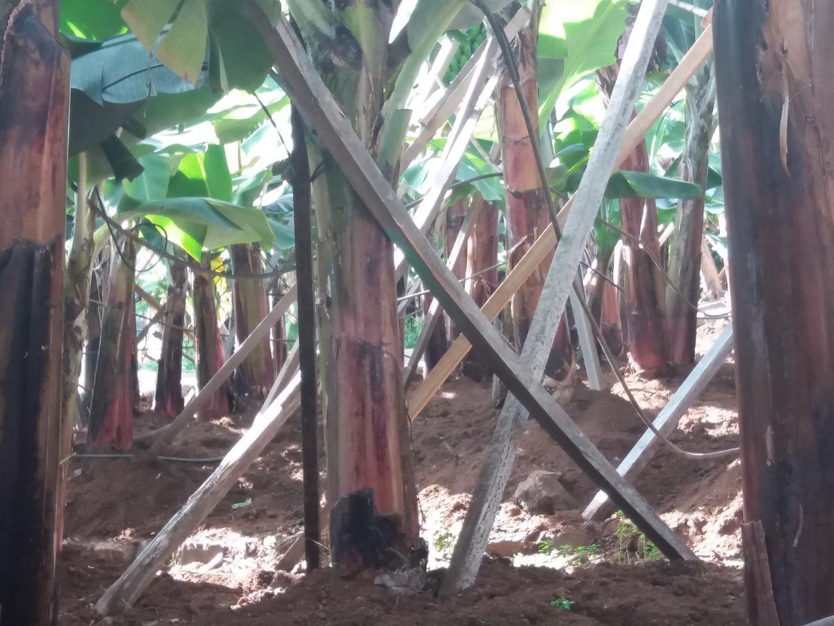 Fazenda Do Sousinha Gasthof *