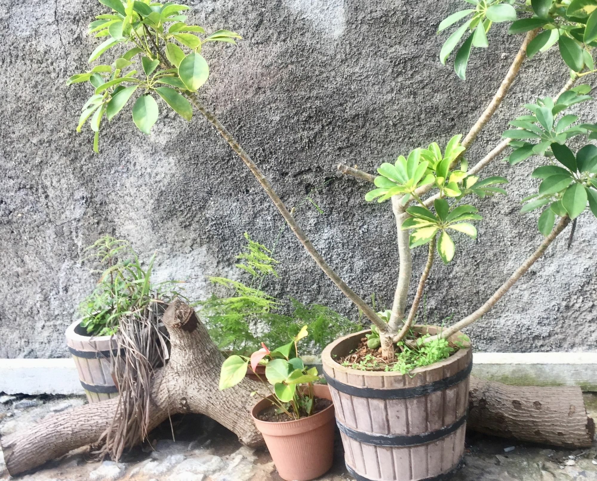 Apartamento Rochinha Cozy Funchal (Madeira)