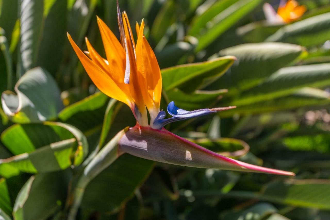 Flh Quintinha Rocha Funchal (Madeira)