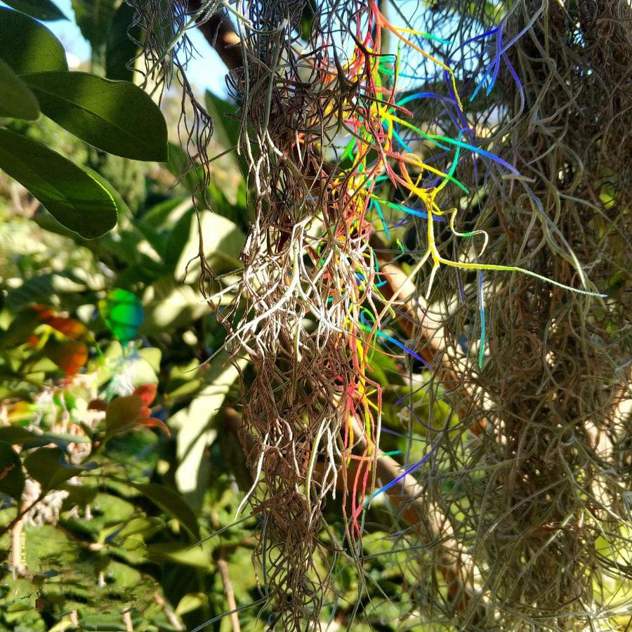 Rochas Shared Garden Refuge * Funchal (Madeira)