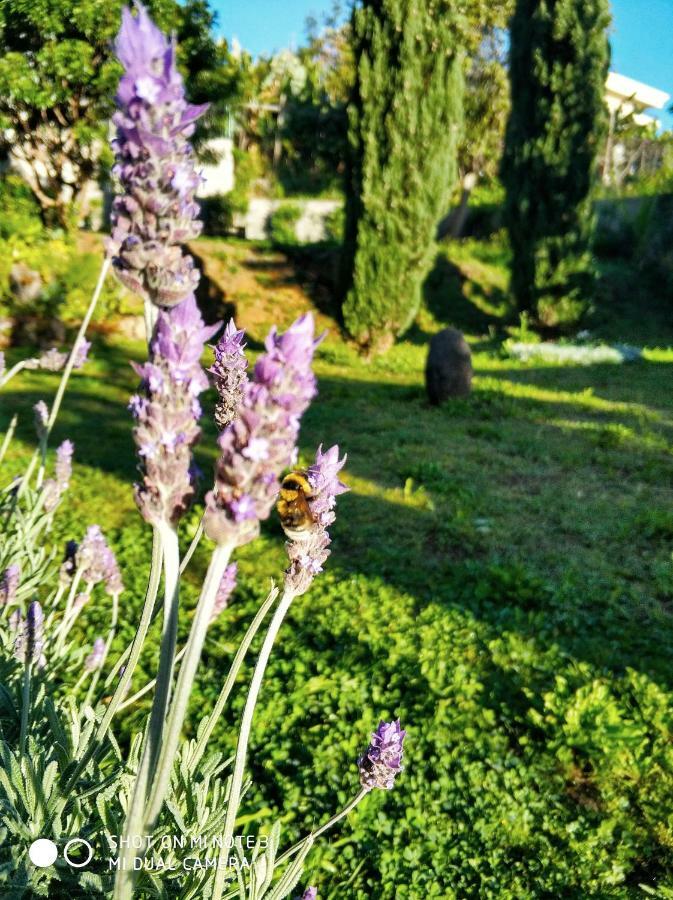 Rochas Shared Garden Refuge Homestay *