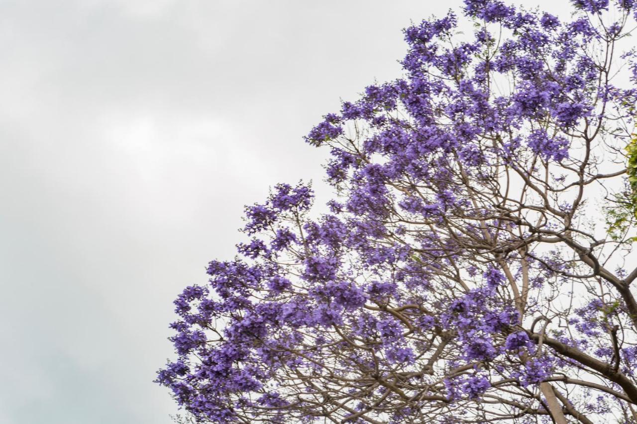 Apartment Jacaranda
