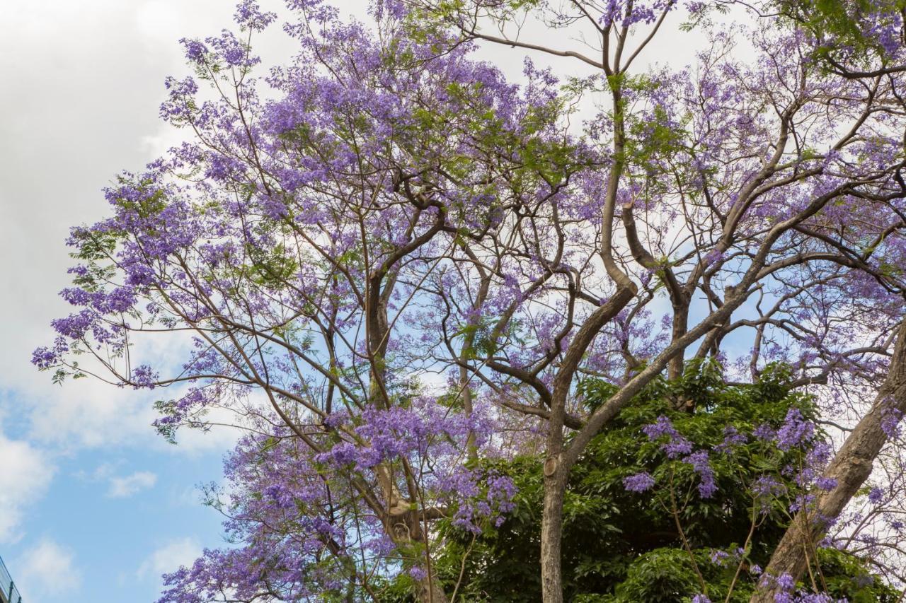 Jacaranda Apartment