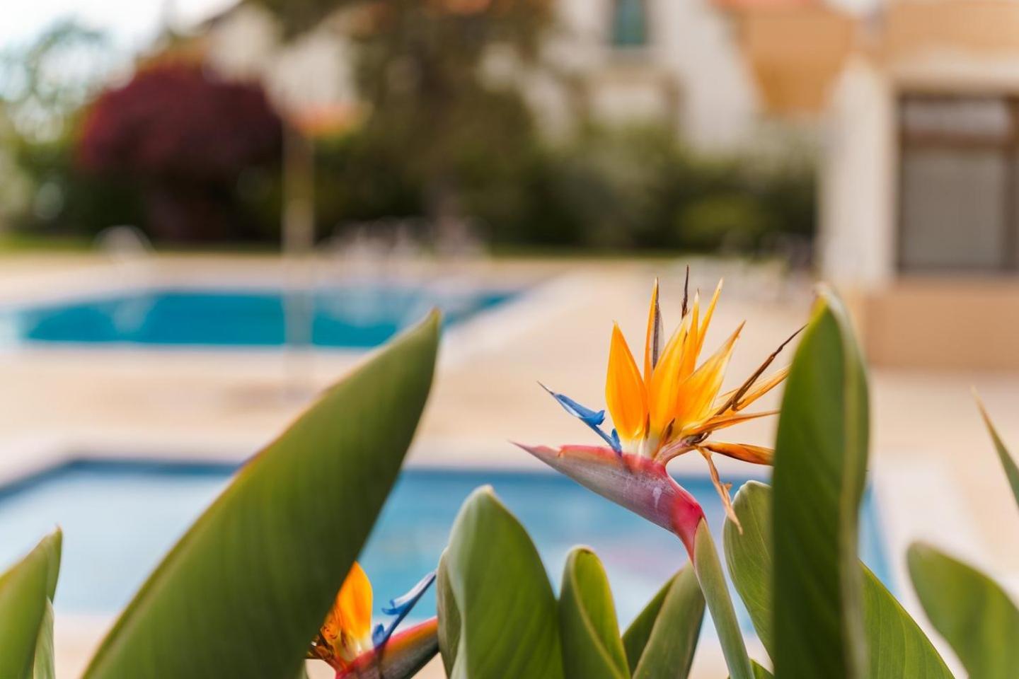 Sunny Getaway In Funchal