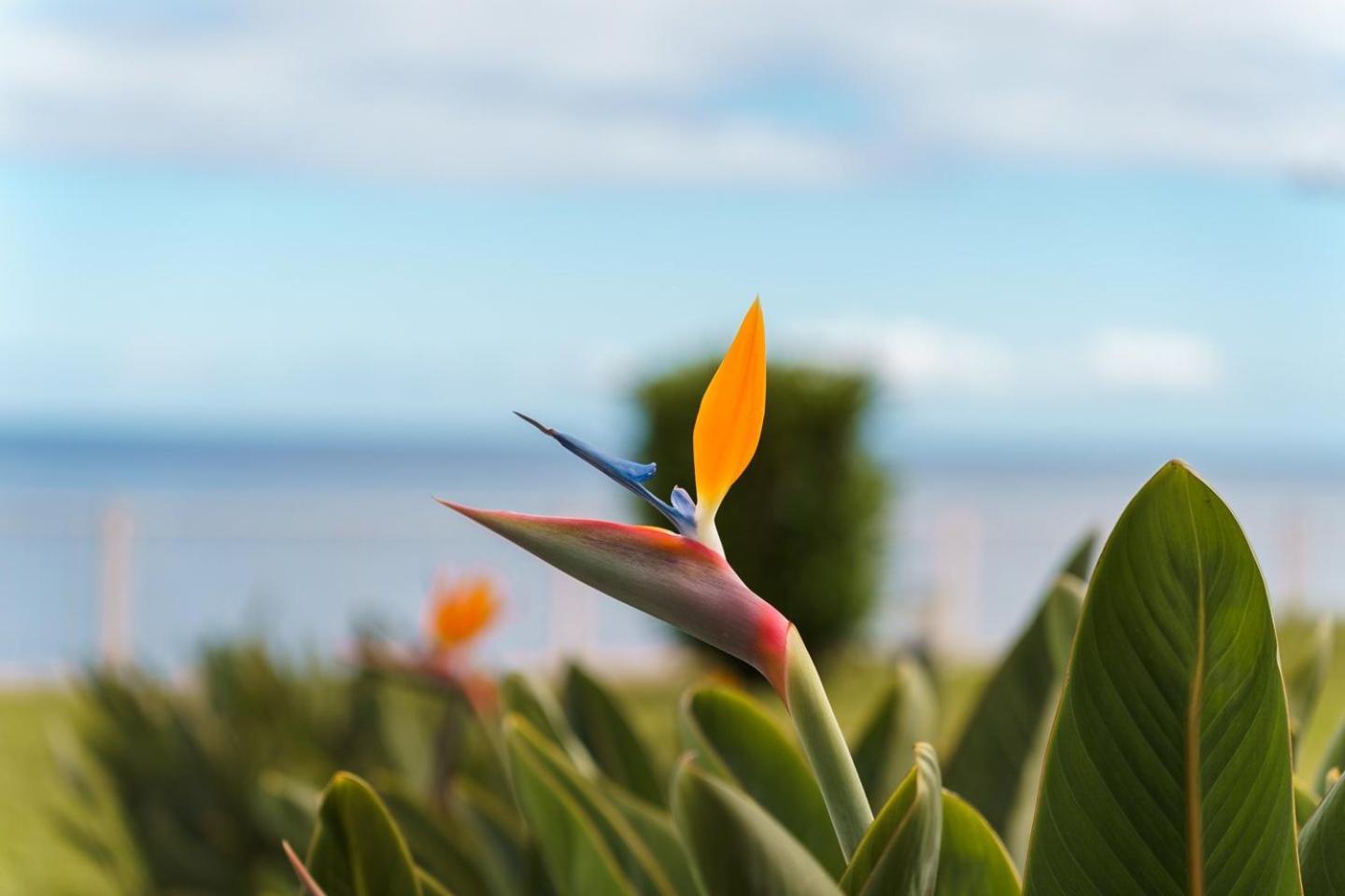 Apartment Sunny Getaway In Funchal Funchal (Madeira)